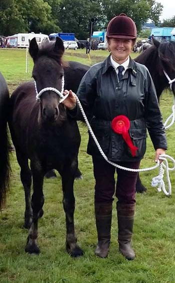 champion fell foal at Wolsingham show